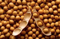 مصرف روزانه آجیل و سویا به حفظ سلامت قلب کمک می‌کند