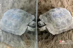 باغ وحش ارم سبز 