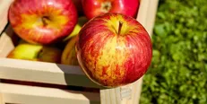 ذخیره‌سازی ۷۰۰ هزار تن سیب برای عید/جایگاه چهارم ایران در جهان در تولید سیب