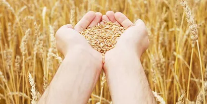 نرخ مناسب خرید گندم ۱۹۳۰ تومان است/ لزوم اصلاح قانون خرید تضمینی + گزارش سیاستی