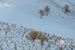 برف1