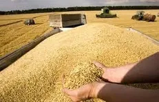 رشد ۳۱ درصدی خرید تضمینی گندم تاکنون