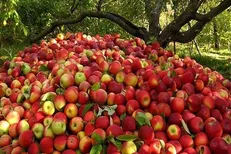بسته شدن مرزهای غربی سیب را روی دست کشاورزان گذاشت