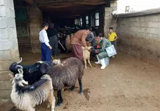 گروه جهادی دامپزشکی البرز ۱۰۰۰ رأس دام را در لرستان معاینه کردند/ اولین حضور جهادگران دامپزشک در مناطق محروم