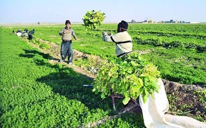 آبیاری مزارع سبزیجات و صیفی&zwnj;جات با فاضلاب در تهران رو به کاهش است