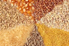 آغاز ترخیص نهاده‌های دامی رسوبی در بنادر از آخر هفته