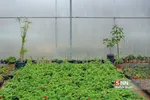 صدای پای بهار