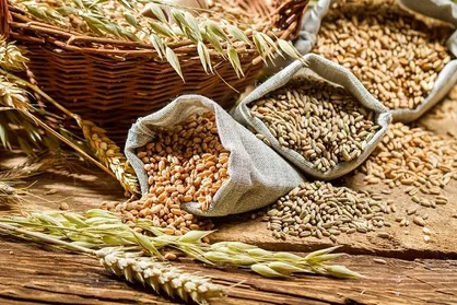 تصمیم روسیه برای دریافت ارز صادرات غلات فقط با روبل/ فروش صرفاً با کشورهای دوست