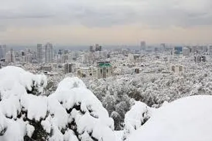 سقوط درخت خیابان نیاوران+ عکس