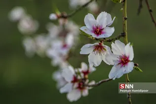 شکوفه های بهاری