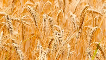 فارس ۱۰ درصد امنیت غذایی کشور را تأمین می&zwnj;کند
