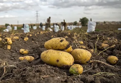 جای خالی صنایع تبدیلی در صنعت کشاورزی همدان / بانک&zwnj;ها به فناوران صنایع تبدیلی اعتماد می&zwnj;کنند؟
