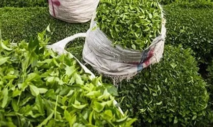 جهانساز: یک سوم چای کشور صادر می&zwnj;شود