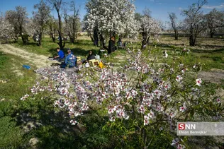شکوفه های بهاری منطقه مهارلو استان فارس