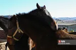 اسب ترکمن
