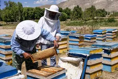افزایش ۵۰ درصدی تولید عسل در طالقان