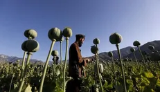 درآمد طالبان از کجاست؟