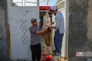 دبب