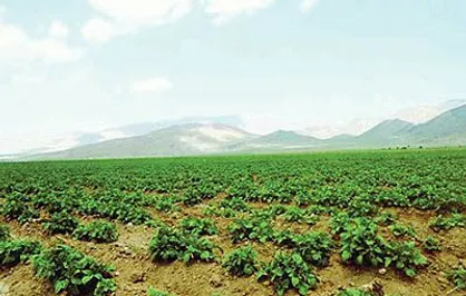 تحویل کود یارانه&zwnj;ای برای اجرای طرح کشت قراردادی گندم در ۱۷ استان
