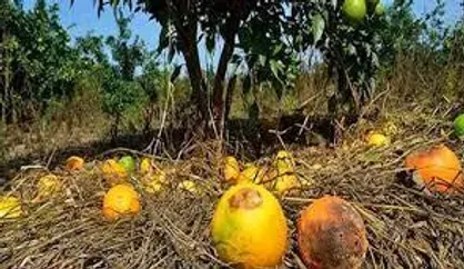 ضایعات غذایی ایران معادل غذای ۱۵ میلیون نفر&nbsp;