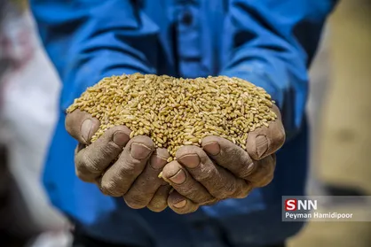 فغان گندم کاران خراسان شمالی به آسمان / خوشه&zwnj;های طلا در آتش دلالان