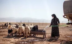 تسهیلات دامدار کارت اقدامی موثر برای تامین نهاده دامی عشایر است