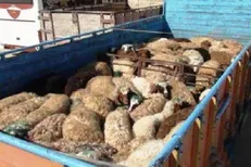 آزاد: سوداگری دلالان دام بسیار بیشتر از قاچاقیان است