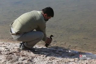رهاسازی ۹ قطعه پرنده شکاری و آبزی در تالاب بهشت معصومه