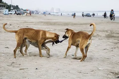 نوش داروی &laquo;جمع&zwnj;آوری سگ&zwnj;های ولگرد&raquo; پس از مرگ استاد دانشگاه / وقتی شهرداری مسئولیتی ندارد!