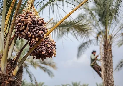 ۸۵ هزار تن محصول خرمای کرمان بر اثر خشکیدگی خوشه خرما از بین رفت