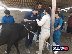 اردوی جهادی دامپزشکی دانشگاه آزاد شوشتر در مناطق سیل زده شعیبیه برگزار شد / ارائه خدمات رایگان در ۹ روستای منطقه + عکس