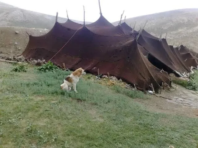 آمادگی عشایر سمنان در برابر شرایط نامساعد جوی تقویت می‌شود