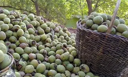برداشت ۴۰۰ تن گردو از باغات خوانسار علیرغم سرمازدگی