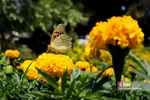 روز گل وگیاه-بازار گل و گیاه شهید فکوری