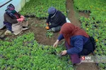 صدای پای بهار