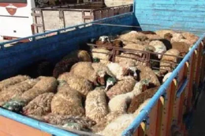 آزاد: سوداگری دلالان دام بسیار بیشتر از قاچاقیان است