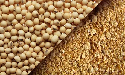 طلایی: ۵۰۰ هزار تن کنجاله خریداری و توزیع می&zwnj;شود
