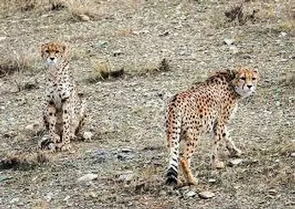 حفاظت از زیستگاه یوز ایرانی در درجه اول بر عهده سازمان محیط زیست است / سازمان&zwnj;های محلی باید خطرات تهدید کننده&zwnj; جانوران را رفع کنند