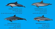 اینفوگرافیک/ دلفین‌های شاخص ایران