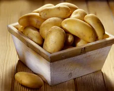 سیب‌زمینی تراریخته اوایل سال ۹۹ آماده اخذ مجوز می‌شود