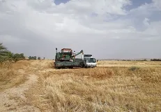 ۲۱ تن جو از مزرعه آموزشی و پژوهشی مهران دانشگاه ایلام برداشت شده است