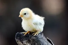 تولید جوجه یک روزه در اردیبهشت کم شد