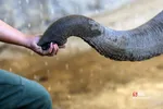 باغ وحش ارم سبز 