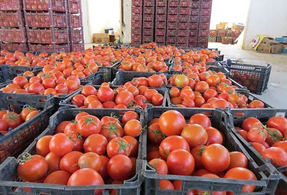 علت معطلی کامیون&zwnj;های حامل گوجه&zwnj; فرنگی صادراتی در مرز باشماق