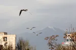 پرندگان مهاجر