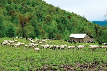 احشام اهالی ۲۴ روستای گلستان از جنگل خارج شد