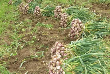 ضرورت خرید تضمینی سیر شهداد از سوي سازمان تعاونی روستایی به منظور حل مشکل کشاورزان