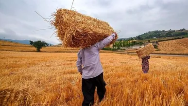 خرید بیش از ۳۹ هزار تن گندم از کشاورزان کرمانشاهی آغاز شد