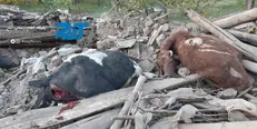 خسارت زلزله به ۳۲۰ واحد دامی در ۶۵ روستای آذربایجان شرقی/ خسارت ۳۰۰ میلیارد ریالی به بخش کشاورزی