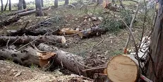 کمیسیون شهرسازی به لایحه شهرداری تهران برای تعیین تعرفه جابجایی درختان ایراد گرفت